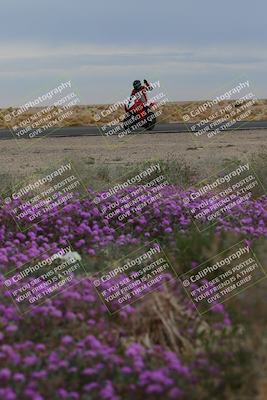 media/Jan-14-2023-SoCal Trackdays (Sat) [[497694156f]]/Turn 14 Exit Bloomig (145pm)/